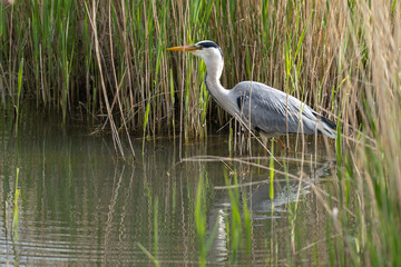 Fototapeta premium Grey Heron Standing In Reeds