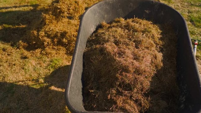 Wheelbarrow filled with dry thatch from lawn raking on sunny spring day