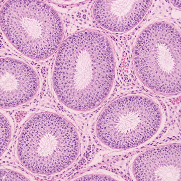 Seminiferous Tubules Histology Under Microscope