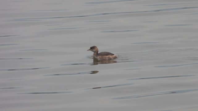black-necked grebe (Podiceps caspicus in winter plumage wintering in the city of China Xining