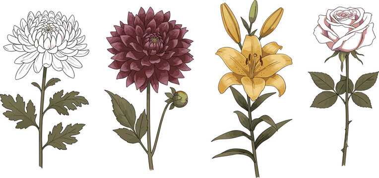 Vintage botanical flower vector set featuring chrysanthemum, dahlia, lily and rose in detailed hand drawn illustration style