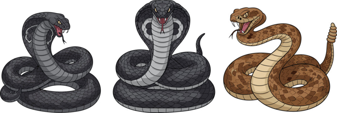 Venomous Snake Vector Illustration Set Featuring Cobra and Rattlesnake with Coiled Poses and Detailed Scales Isolated on White Background