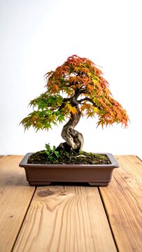 Bonsai tree on wood.