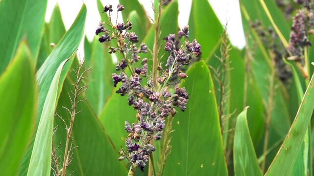 Probably powdery alligator-flag, hardy canna (Thalia dealbata) aquatic aquarium plant in autumn. China. Xining.