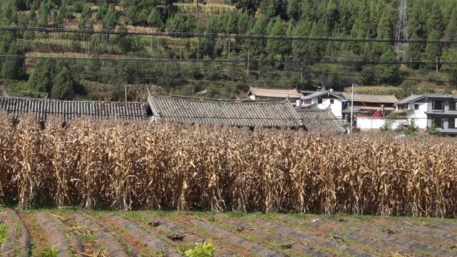 China. Xining, Qinghai City District Qinghai Province urban area agriculture, corn cultivation