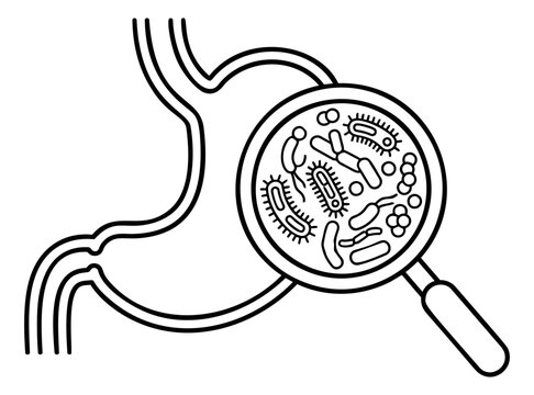 Line art illustration of stomach with magnifying glass depicting gut microbiome bacteria for medical and healthcare design