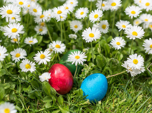 Colorful Easter Eggs in Daisies with Sunlight and Natural Shadows (Red Blue Green)