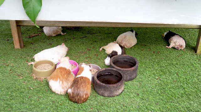 Group of domestic guinea pigs feeding together from bowls on a green lawn under shelter.