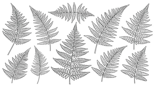 Detailed hand-drawn sketches of different types of fern leaves and fronds in black ink on a white background for botanical design projects.