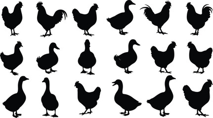 Large collection of black vector silhouettes featuring various farm poultry including chickens, roosters, ducks, and geese isolated on a white background. © Rahen