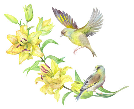 Composition of the yellow lilies and birds. Handmade watercolor illustration. For packaging design, cards, cover, prints, product labels and fabric.