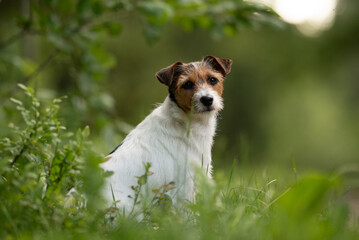 Fototapeta premium A curious Jack Russell Terrier sits patiently in a vibrant green outdoor setting. Surrounded by soft foliage and bright natural light, the alert dog looks straight ahead, enjoying a quiet moment