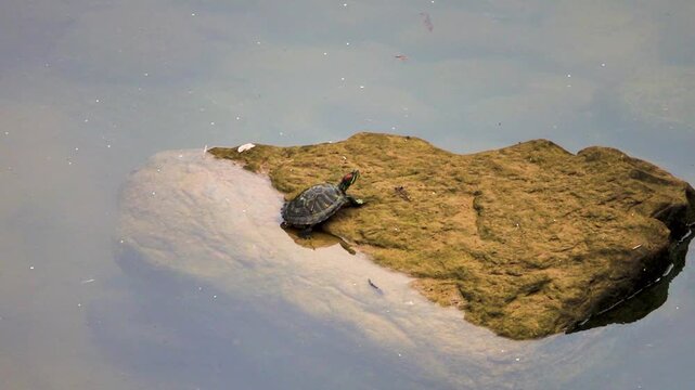 Amboina turtle is resting on a rock in the middle of the river. China. Xining.