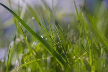 Obraz premium Green grass with drops.