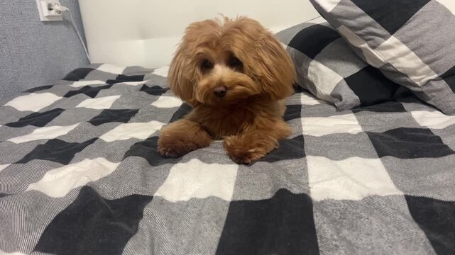 Small fluffy dog lying on bed with cozy blanket in home interior cute pet relaxing indoors