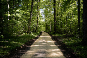 Obraz premium new path in the forest
