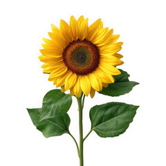 Fototapeta premium Bright yellow sunflower with green leaves and stem isolated on clean background