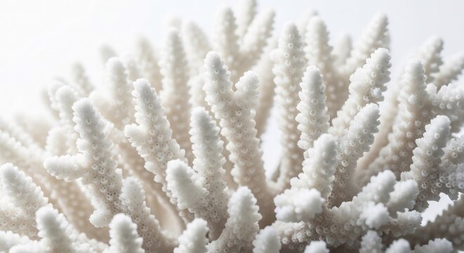 Close up of bleached staghorn coral underwater showing its delicate structure.