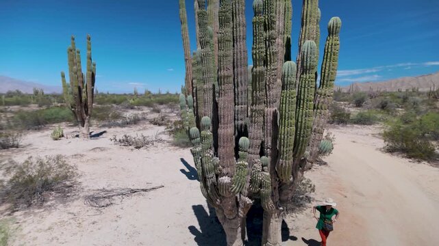 A mature woman hikes through the desert landscape in Baja California, surrounded by towering giant cactus in the Valley of the Giants area.