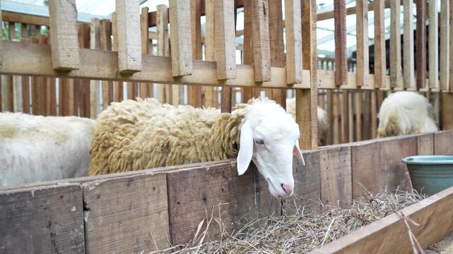 Sheep and ram eating dry grass in a traditional wooden farm pen. Livestock breeding and agricultural concept.