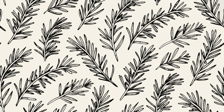 Rosemary sprig pattern seamless hand drawn botanical illustration
