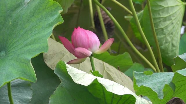 Lotus lake in the city. Rare Lotus blossoms in autumn. China. Xining.