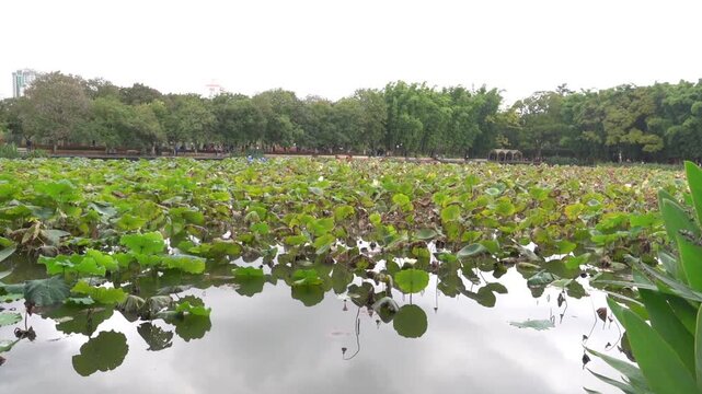 Lotus lake in the city. Rare Lotus blossoms in autumn. China. Xining.