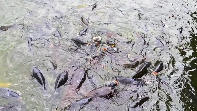 Pond fish are fed in cities according to Buddhist tradition. Chinese carp and catfish in the city pond. China. Xining.