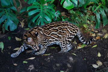 Ocelot cat on exhibit at the Buffalo Zoo © Kyle