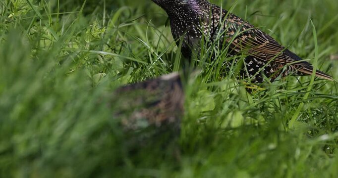 Common starlings in breeding plumage foraging in green grass searching for food, close up, slow motion, wildlife scene