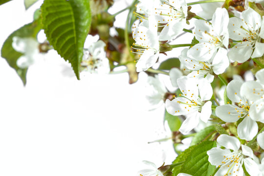 spring flowers on transparent backgrounds.