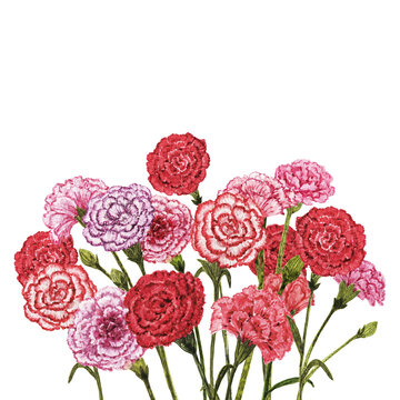 Gouache Carnation Flowers Collection in Various Colors Red Pink and Purple