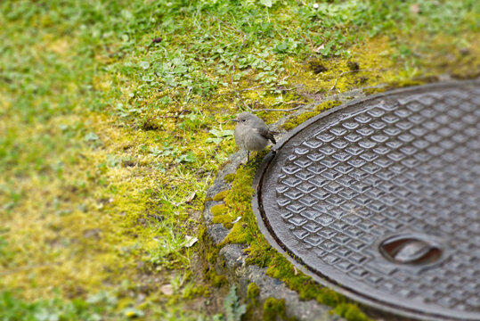 Black Redstart (Phoenicurus ochruros) sitting on a stone in Zurich, Switzerland