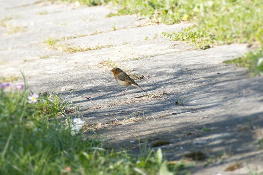 European robin (Erithacus rubecula) sitting on stone path in Zurich, Switzerland
