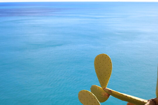 Green prickly cactus before the turquois water of Italy's Cinque Terre