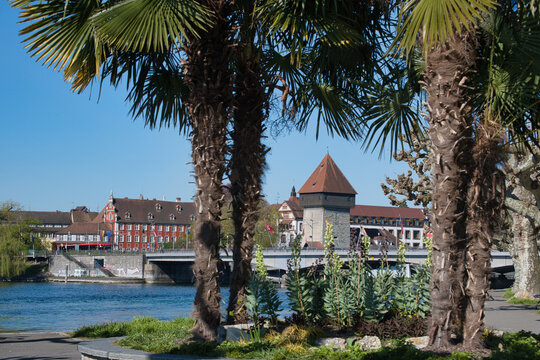 Konstanz, Blick zur Altstadt mit Palmen
