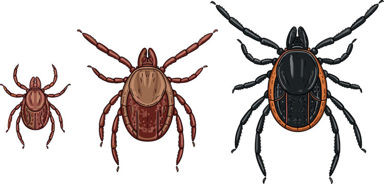 Tick insects collection featuring different sizes and species with detailed anatomy isolated in realistic flat vector illustration set