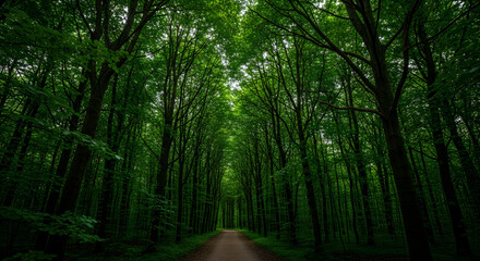 Obraz premium Green forest path with tall trees