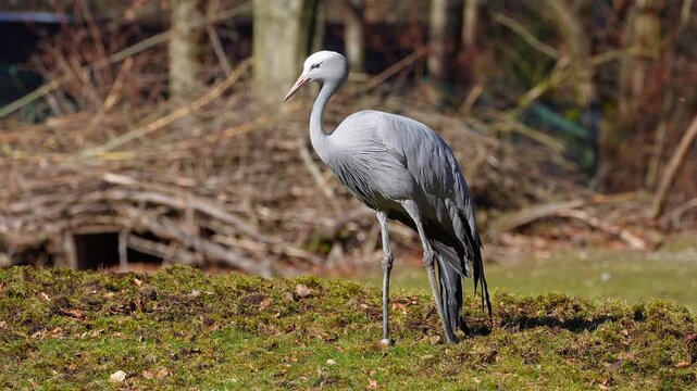 The Blue Crane, Grus paradisea, is an endangered bird specie endemic to Southern Africa. It is the national bird of South Africa