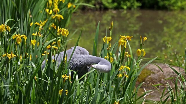 The Blue Crane, Grus paradisea, is an endangered bird specie endemic to Southern Africa. It is the national bird of South Africa