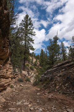 Rocky forest trail winding through tall pine trees and rugged canyon walls under a dramatic blue sky with scattered clouds.