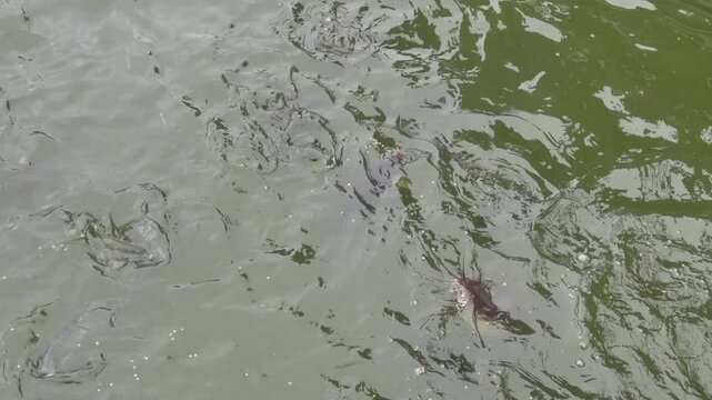 Pond fish are fed in cities according to Buddhist tradition. Chinese carp and catfish in the city pond. China. Xining.