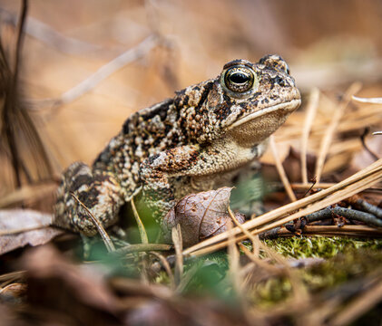 Anaxyrus fowleri Fowler's toad on pine needles litter blending in almost invisible camouflage with eyes neck and pattern details closeup
