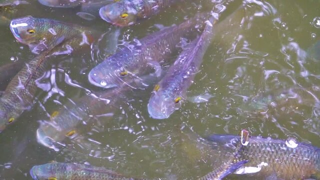 Pond fish are fed in cities according to Buddhist tradition. Chinese carp and catfish in the city pond. China. Xining.
