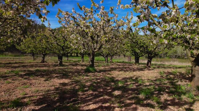 Forward tracking shot through blooming apple orchard in spring. White blossoms, fresh grass and sunny countryside landscape. Ideal for agriculture, nature, rural lifestyle and seasonal projects. High