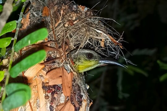 Little spiderhunter bird sitting in nest on tree branch