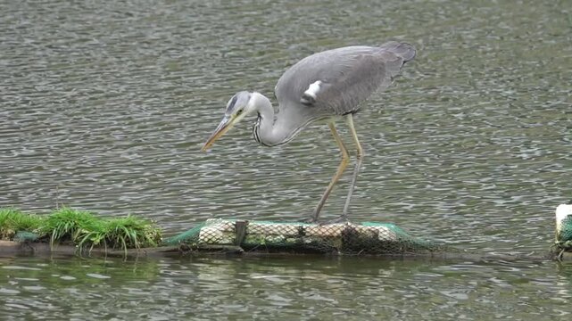 A grey heron feeds on a pond near a boom fence. Close-up