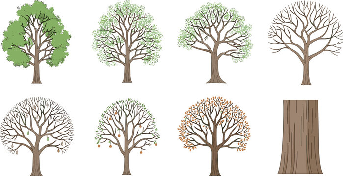Seasonal Tree and Stump Illustration Set with Different Stages of Growth for Nature, Environment, and Seasonal Design