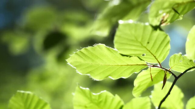 Green fresh beech leaf on a branch in beautiful nature, closeup footage with smooth bokeh background