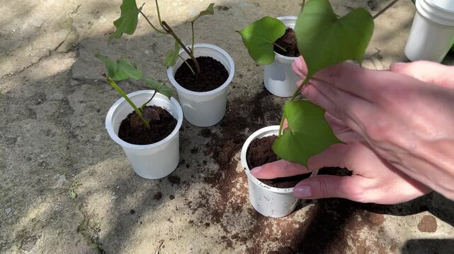 Woman plants sweet potato seedlings into sprouting pots